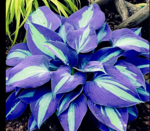 Хоста Аурелия купить по цене от 450р. в интернет-магазине «Посадика» с доставкой почтой в в Костомукшае и по всей России – [изображение №1].