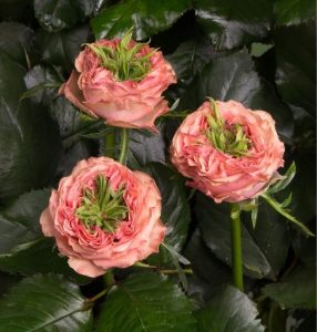 Роза Амбер Инчант купить по цене от 495р. в интернет-магазине «Посадика» с доставкой почтой в в Костомукшае и по всей России – [изображение №1].