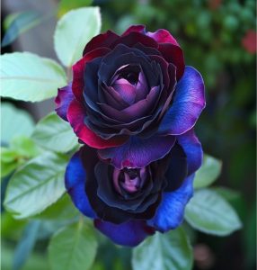 Роза Скарлет Рэвери купить по цене от 489р. в интернет-магазине «Посадика» с доставкой почтой в в Костомукшае и по всей России – [изображение №1].