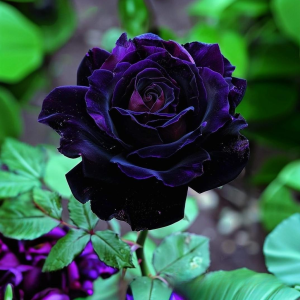 Роза Блэк Пантер купить по цене от 319р. в интернет-магазине «Посадика» с доставкой почтой в в Костомукшае и по всей России – [изображение №1].