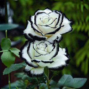 Роза Силк Ивин купить по цене от 319р. в интернет-магазине «Посадика» с доставкой почтой в в Костомукшае и по всей России – [изображение №1].