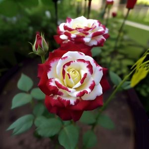 Роза Роял Глом купить по цене от 401р. в интернет-магазине «Посадика» с доставкой почтой в в Костомукшае и по всей России – [изображение №1].