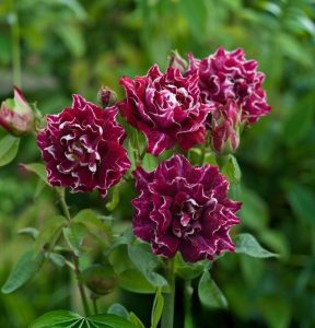 Роза Опаловый Пейзаж купить по цене от 490р. в интернет-магазине «Посадика» с доставкой почтой в в Костомукшае и по всей России – [изображение №1].