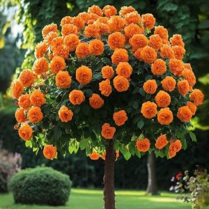 Роза Солнечный Шарм купить по цене от 349р. в интернет-магазине «Посадика» с доставкой почтой в в Костомукшае и по всей России – [изображение №1].