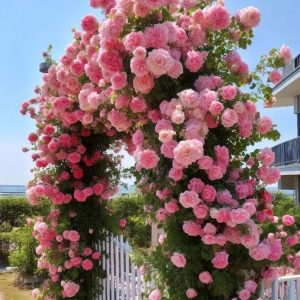 Роза Пастель Розе купить по цене от 605р. в интернет-магазине «Посадика» с доставкой почтой в в Костомукшае и по всей России – [изображение №1].