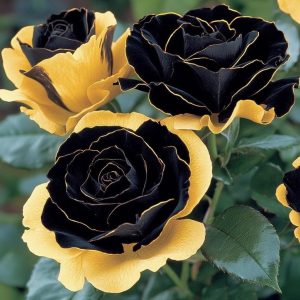 Роза Ханни Сикл купить по цене от 700р. в интернет-магазине «Посадика» с доставкой почтой в в Костомукшае и по всей России – [изображение №1].