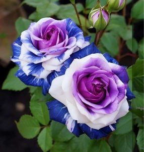 Роза Айвори Каскад купить по цене от 420р. в интернет-магазине «Посадика» с доставкой почтой в в Костомукшае и по всей России – [изображение №1].