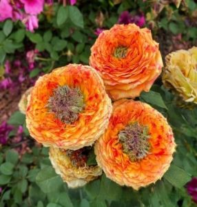 Роза Золотой Мираж купить по цене от 420р. в интернет-магазине «Посадика» с доставкой почтой в в Костомукшае и по всей России – [изображение №1].