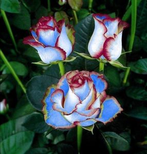 Роза Сафайер Пэтл купить по цене от 450р. в интернет-магазине «Посадика» с доставкой почтой в в Костомукшае и по всей России – [изображение №1].